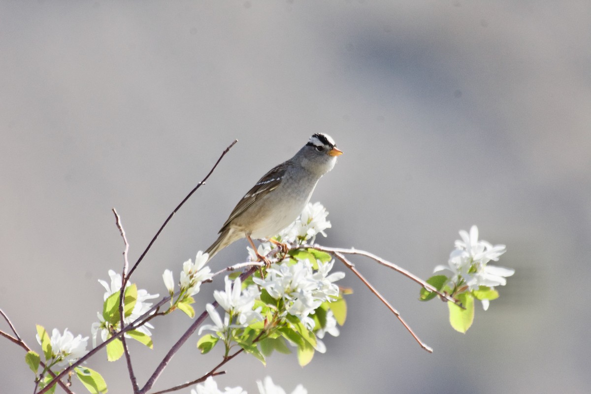 White-crowned Sparrow - ML565777251