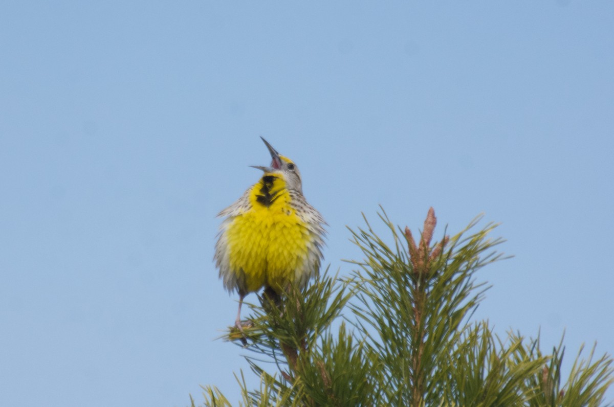 Western Meadowlark - ML565777321