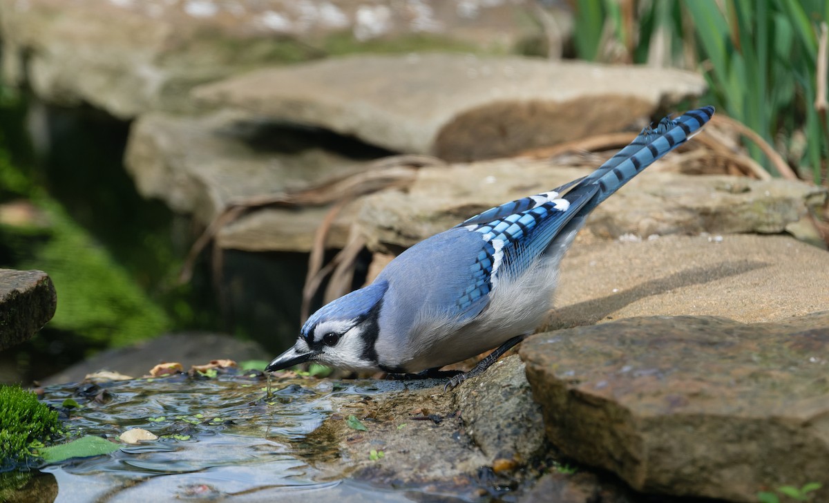 Blue Jay - Gerco Hoogeweg