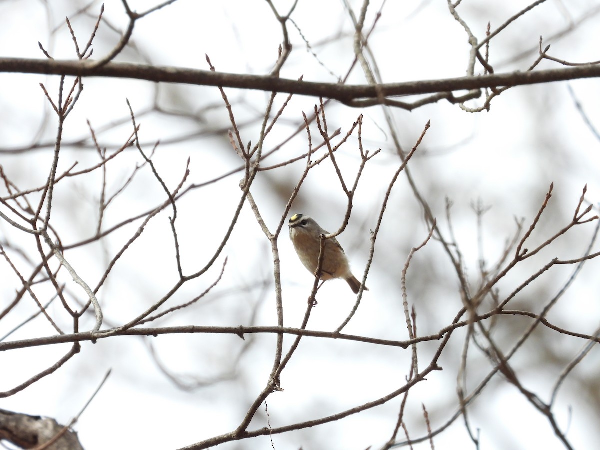 Golden-crowned Kinglet - ML565778731