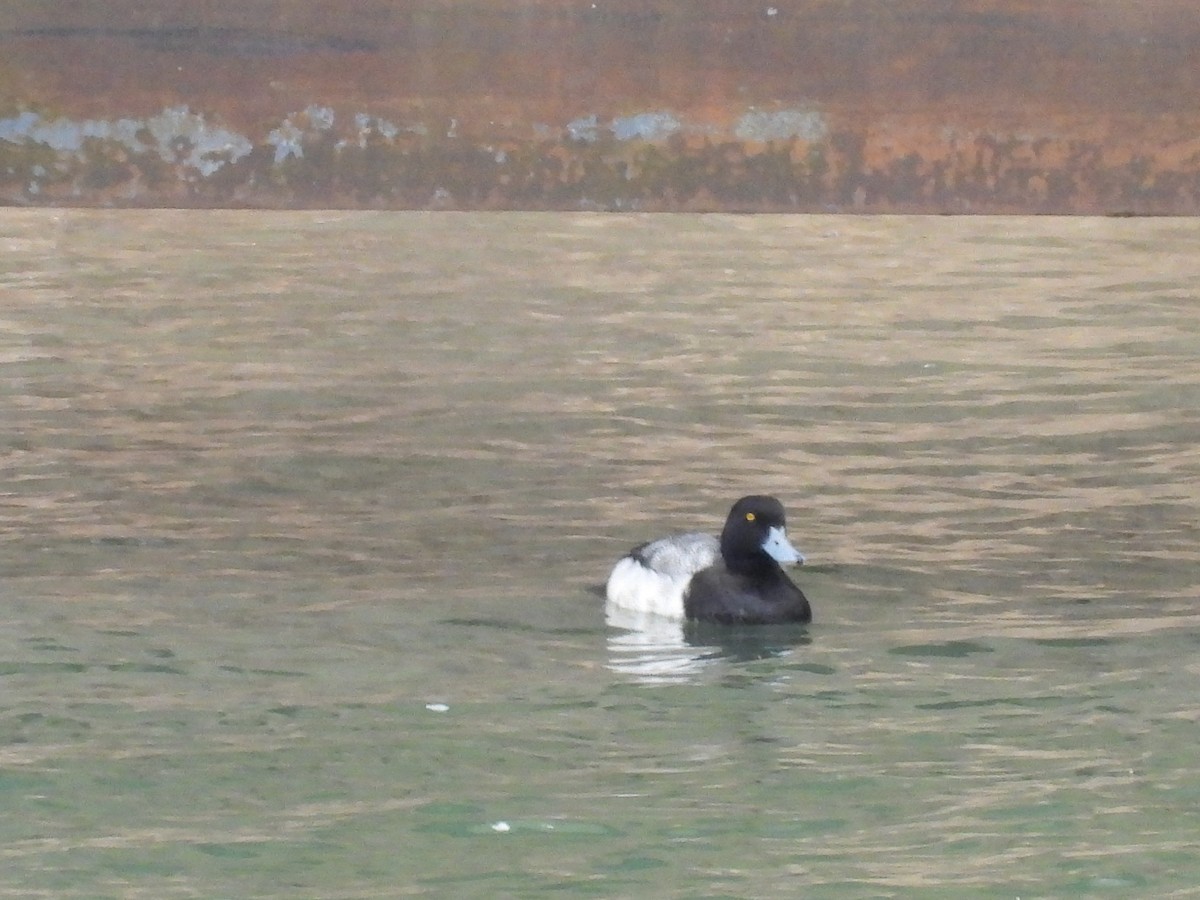 Greater Scaup - ML565778981