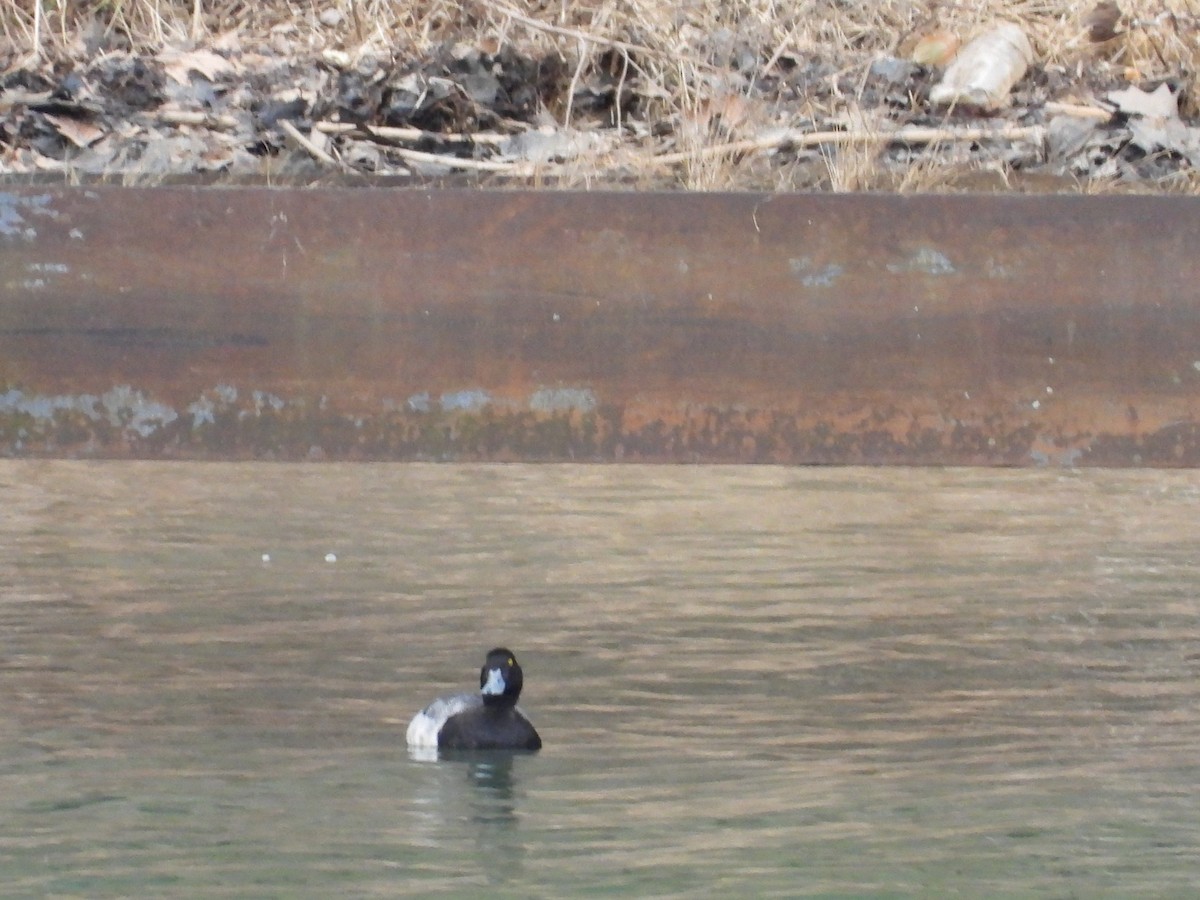 Greater Scaup - ML565779021