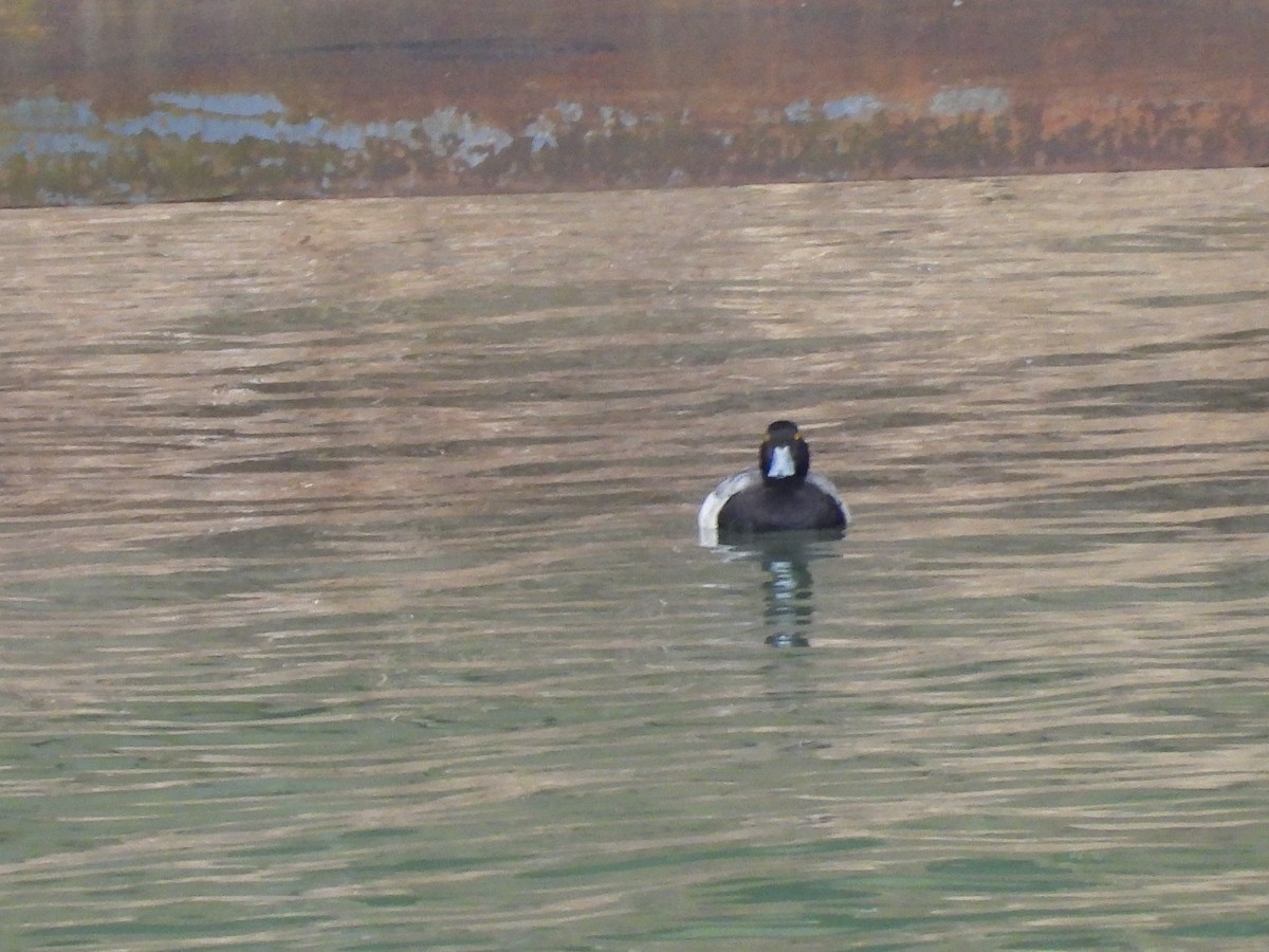 Greater Scaup - ML565779231