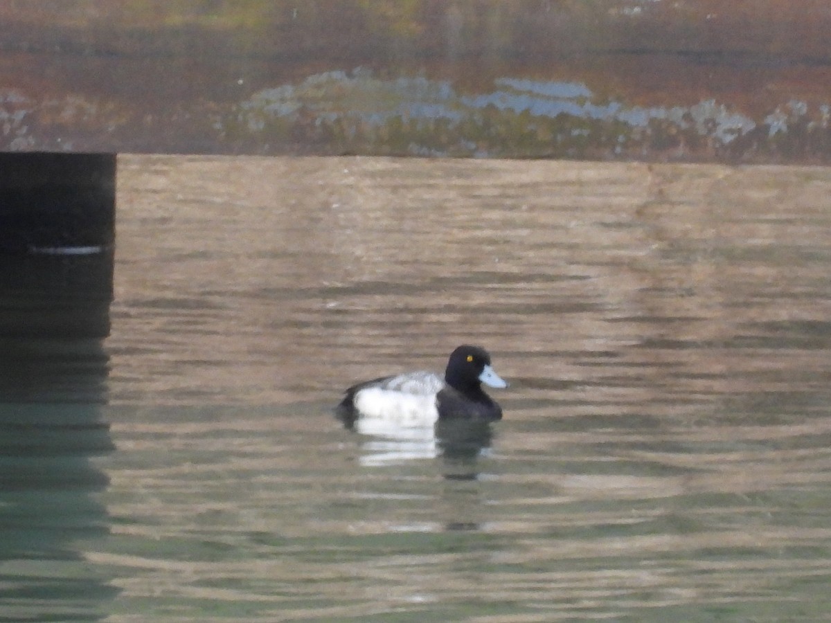 Greater Scaup - ML565779351