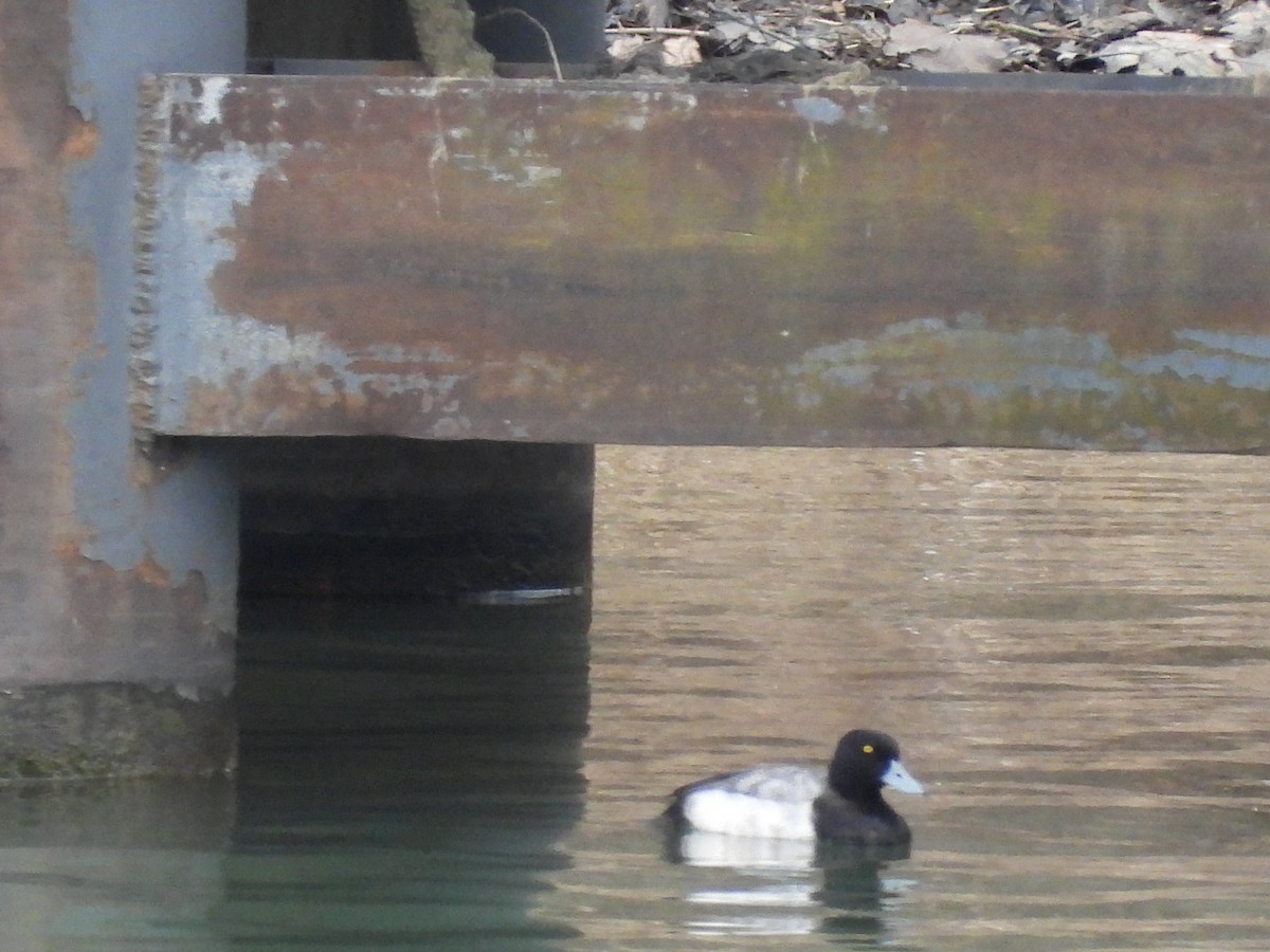 Greater Scaup - ML565779501