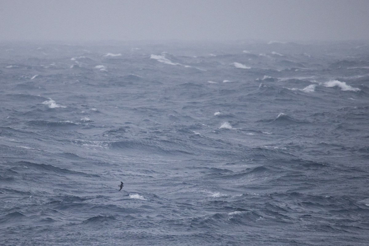 Tristram's Storm-Petrel - ML565779771