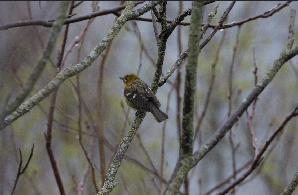 Flame-colored Tanager - ML565782341