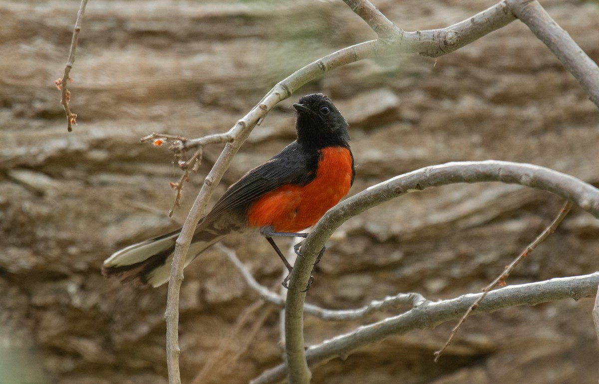 Slate-throated Redstart - ML565783141