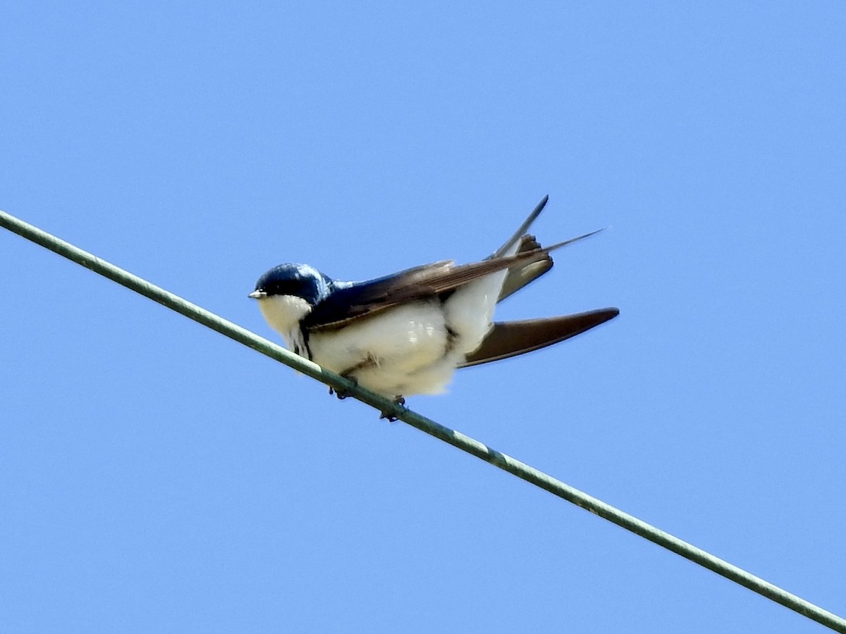 Tree Swallow - ML565783611