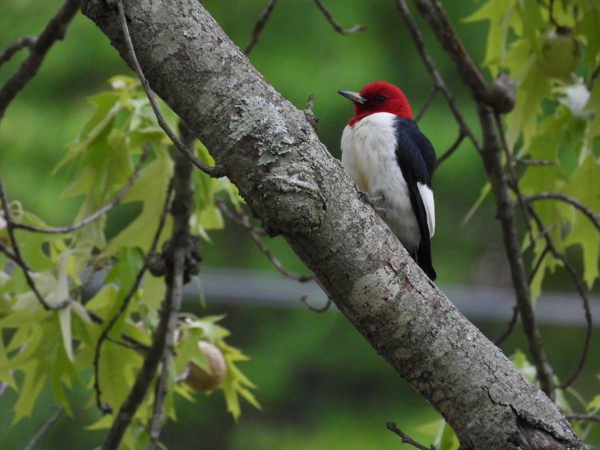 Red-headed Woodpecker - ML565783901
