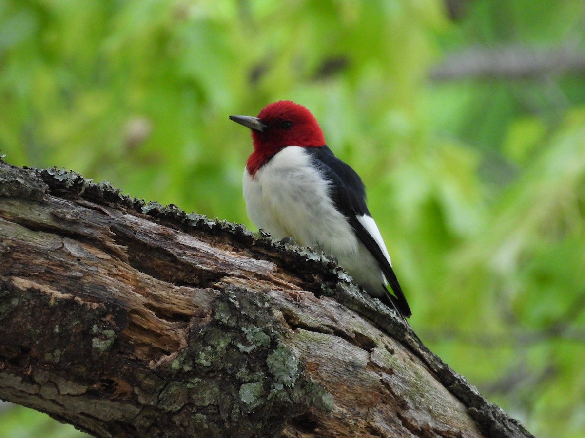 Red-headed Woodpecker - ML565783911