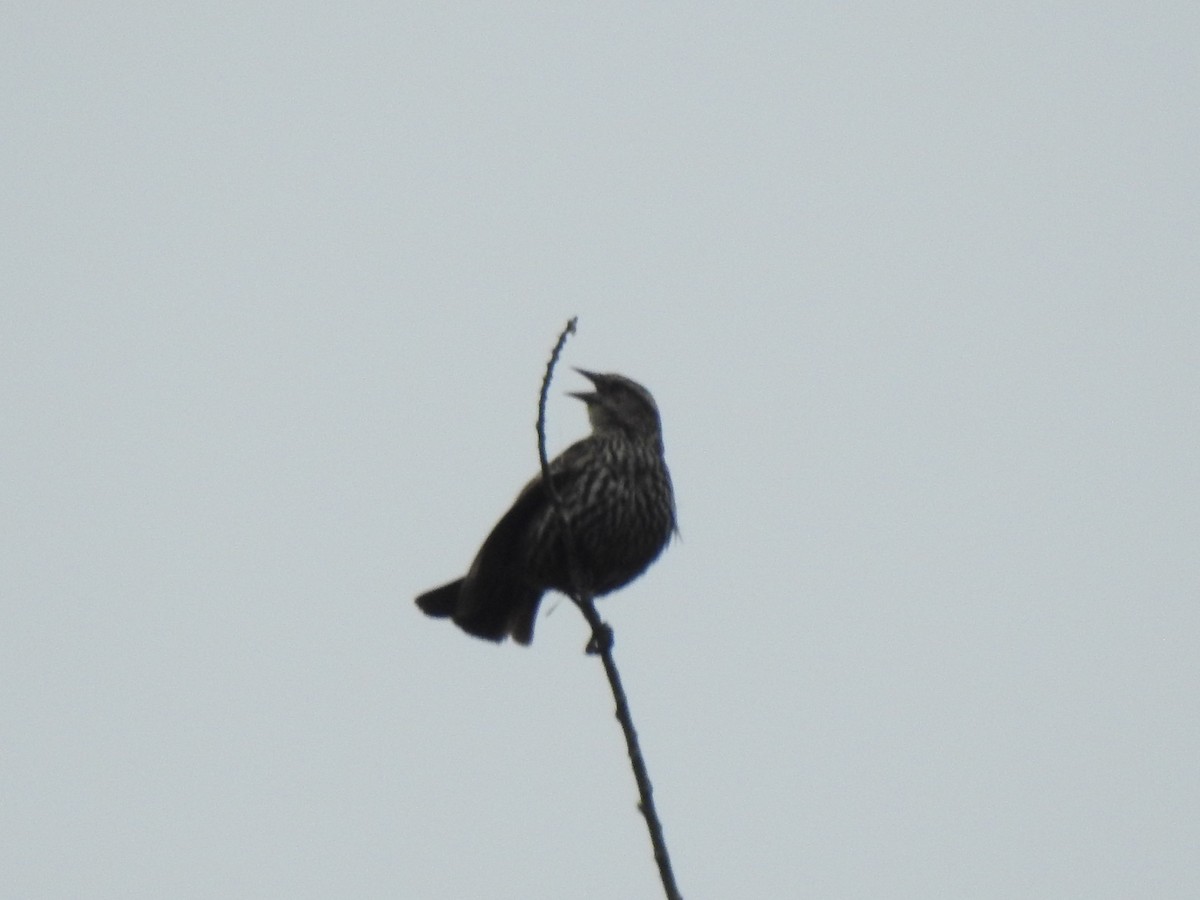 Red-winged Blackbird - ML565785111