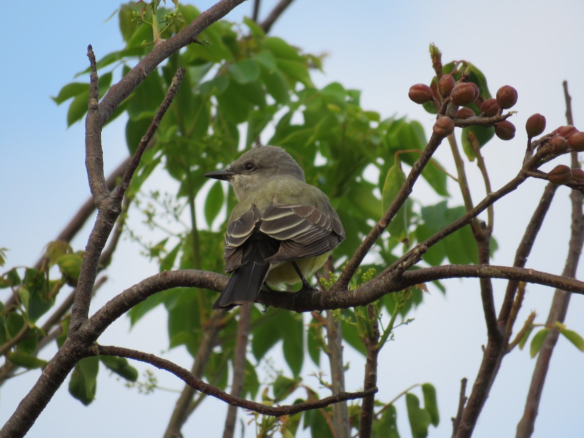 Western Kingbird - ML56578531