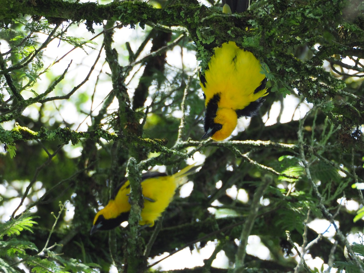 Yellow-tailed Oriole - ML565785721