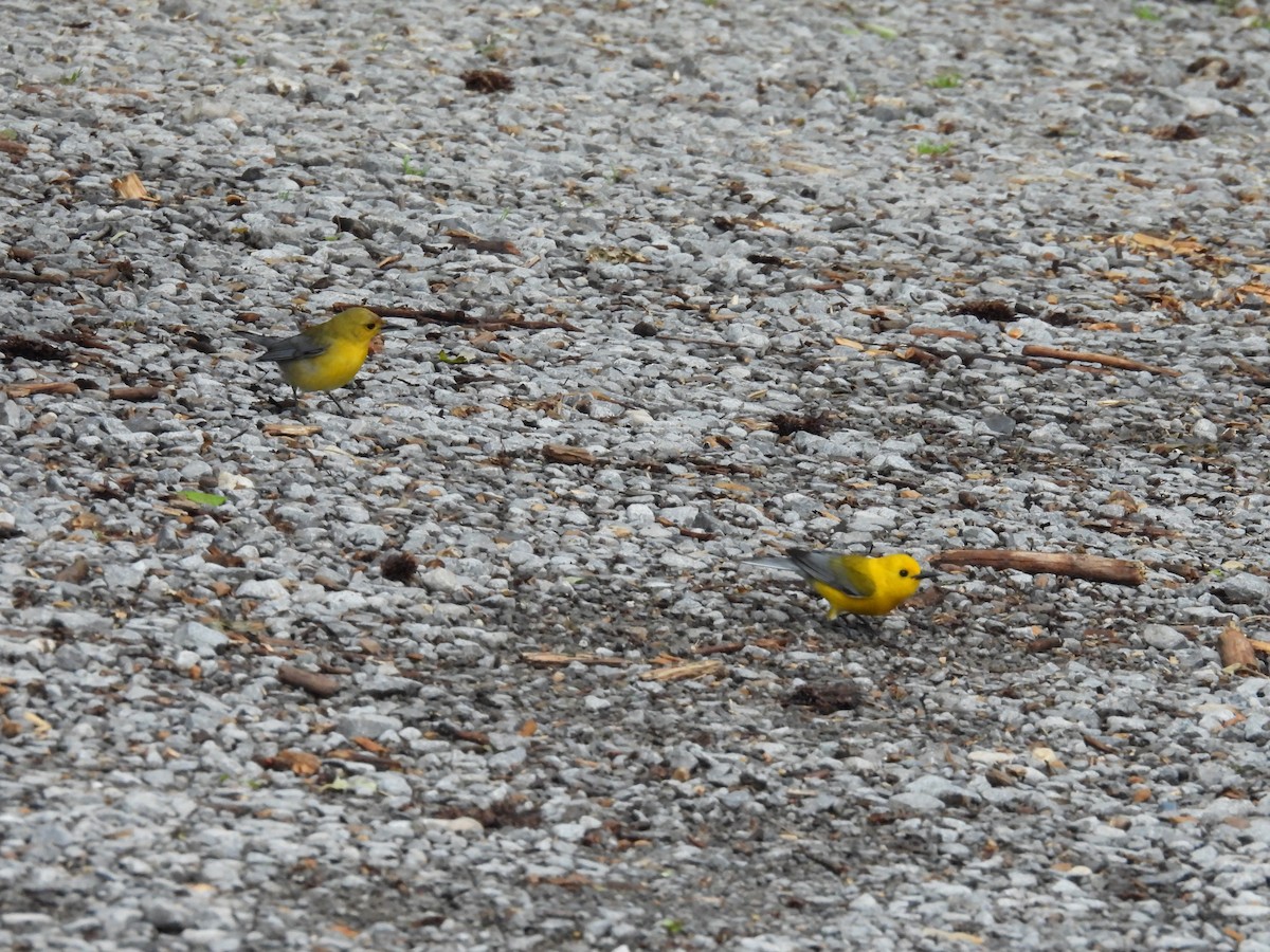 Prothonotary Warbler - ML565785831