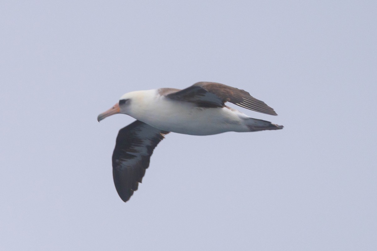 Laysan Albatross - Douglas "BB" Watson