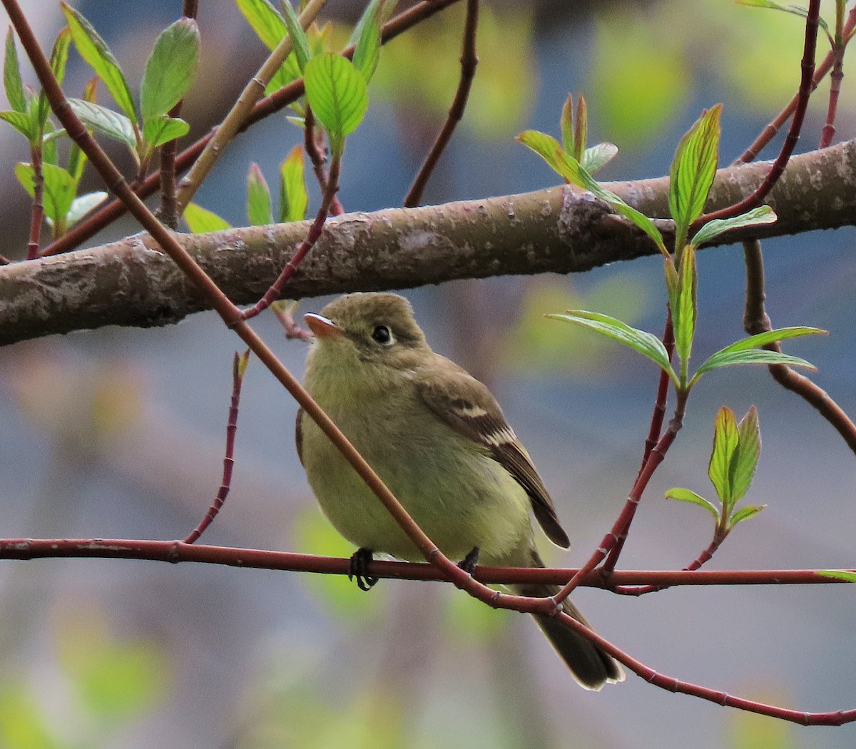 Western Flycatcher (Pacific-slope) - ML565787221