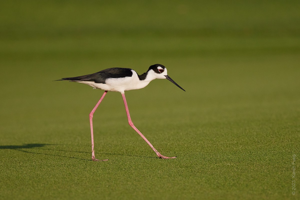 Black-necked Stilt - Karen Fung