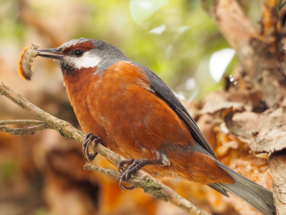 Giant Conebill - ML565788551