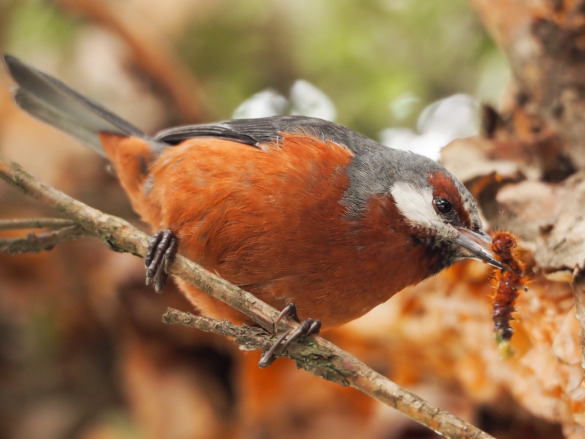 Giant Conebill - ML565788611