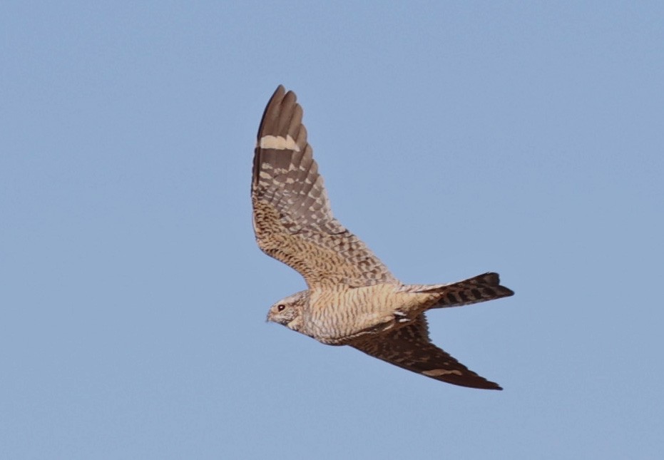 Lesser Nighthawk - Mike Sweet