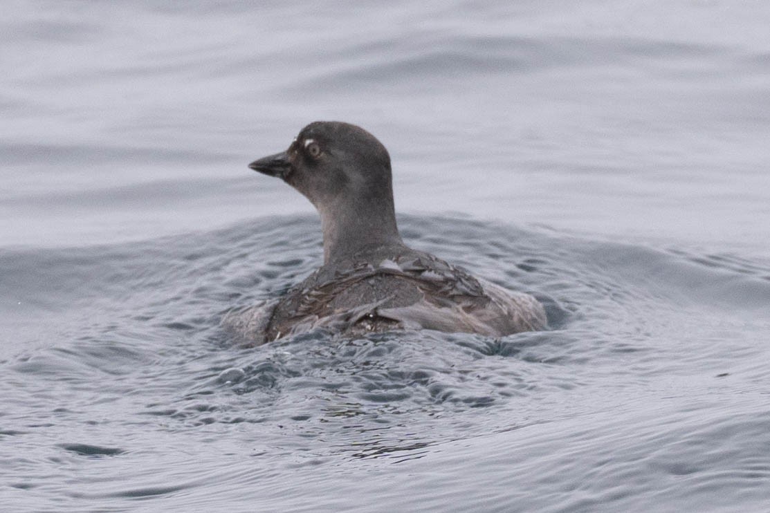 Cassin's Auklet - ML565788881