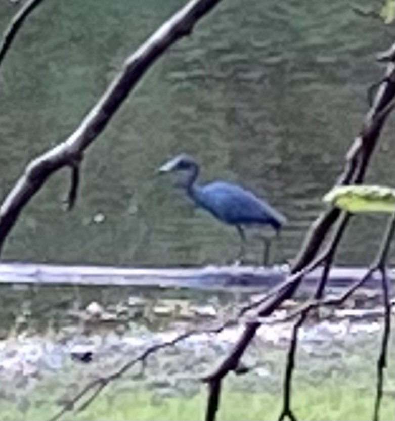 Little Blue Heron - ML565789881