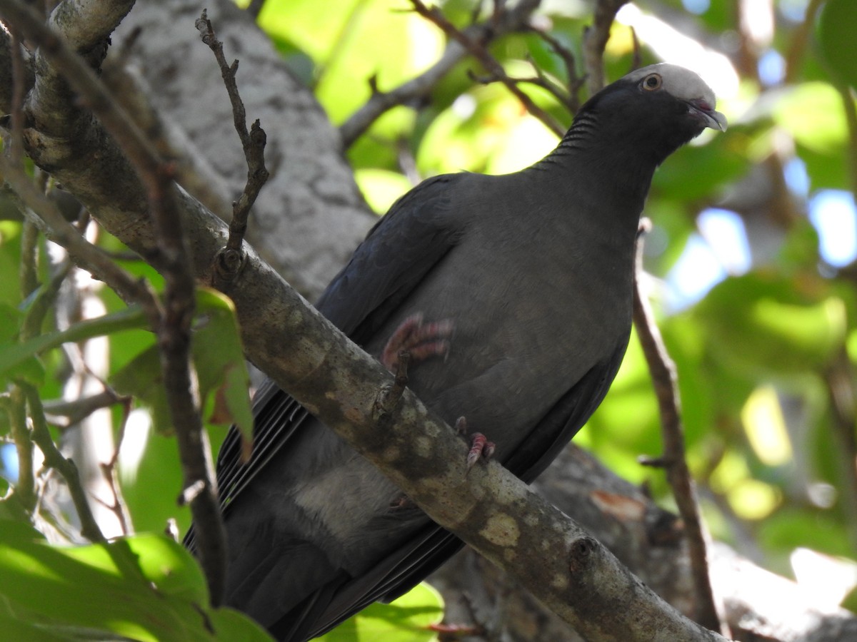 Pigeon à couronne blanche - ML565790171