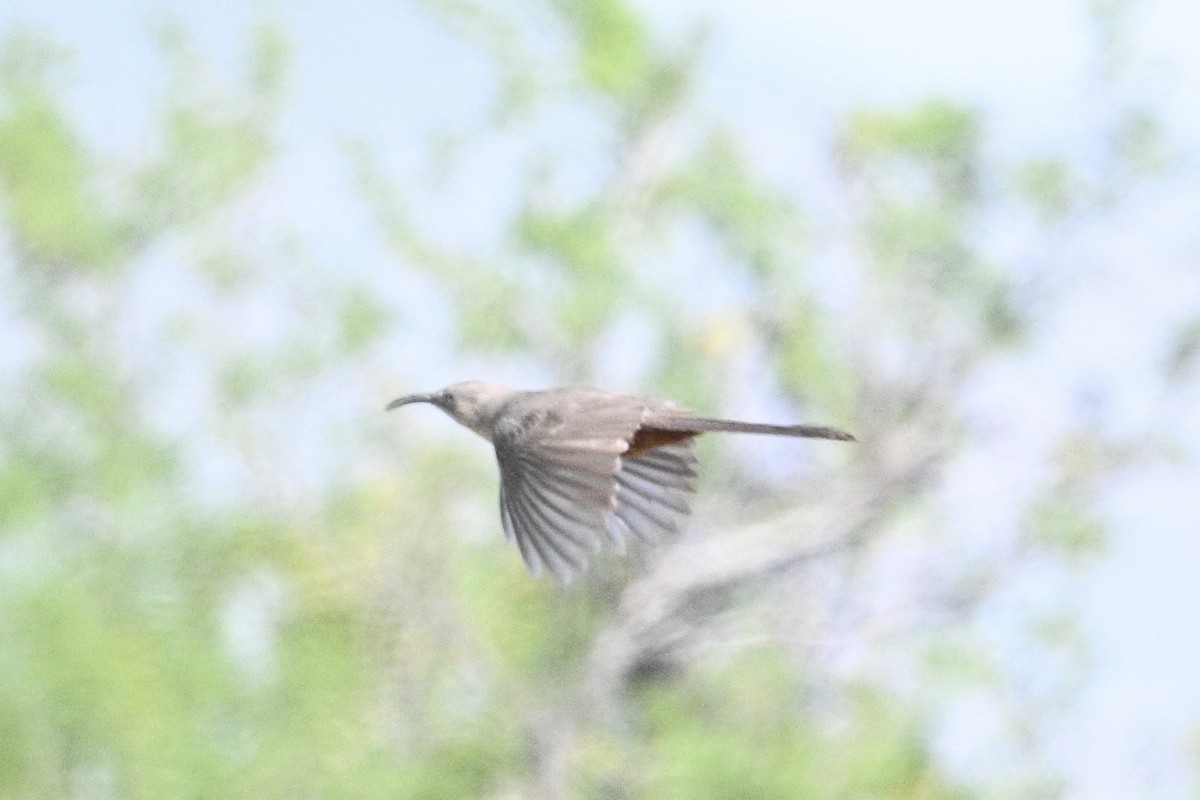 Crissal Thrasher - ML565791541