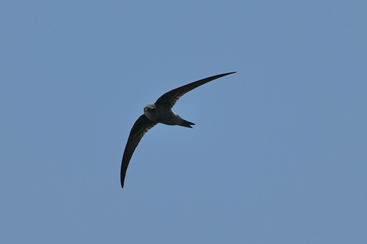 Pacific Swift - Ting-Wei (廷維) HUNG (洪)