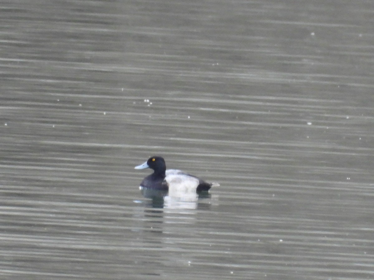 Greater Scaup - ML565792201
