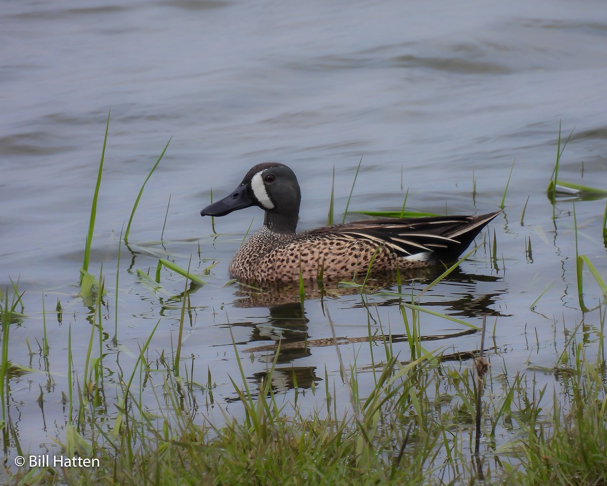 Blue-winged Teal - ML565793091