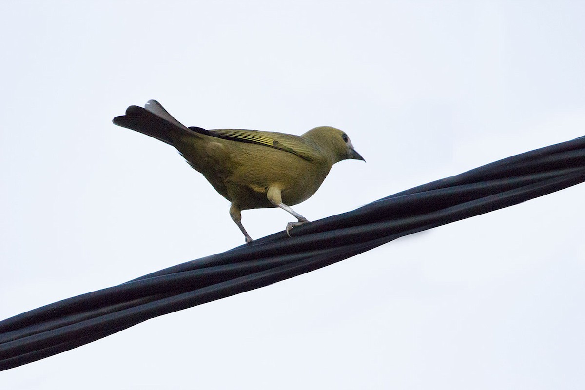 Palm Tanager - Verónica  Tejerina