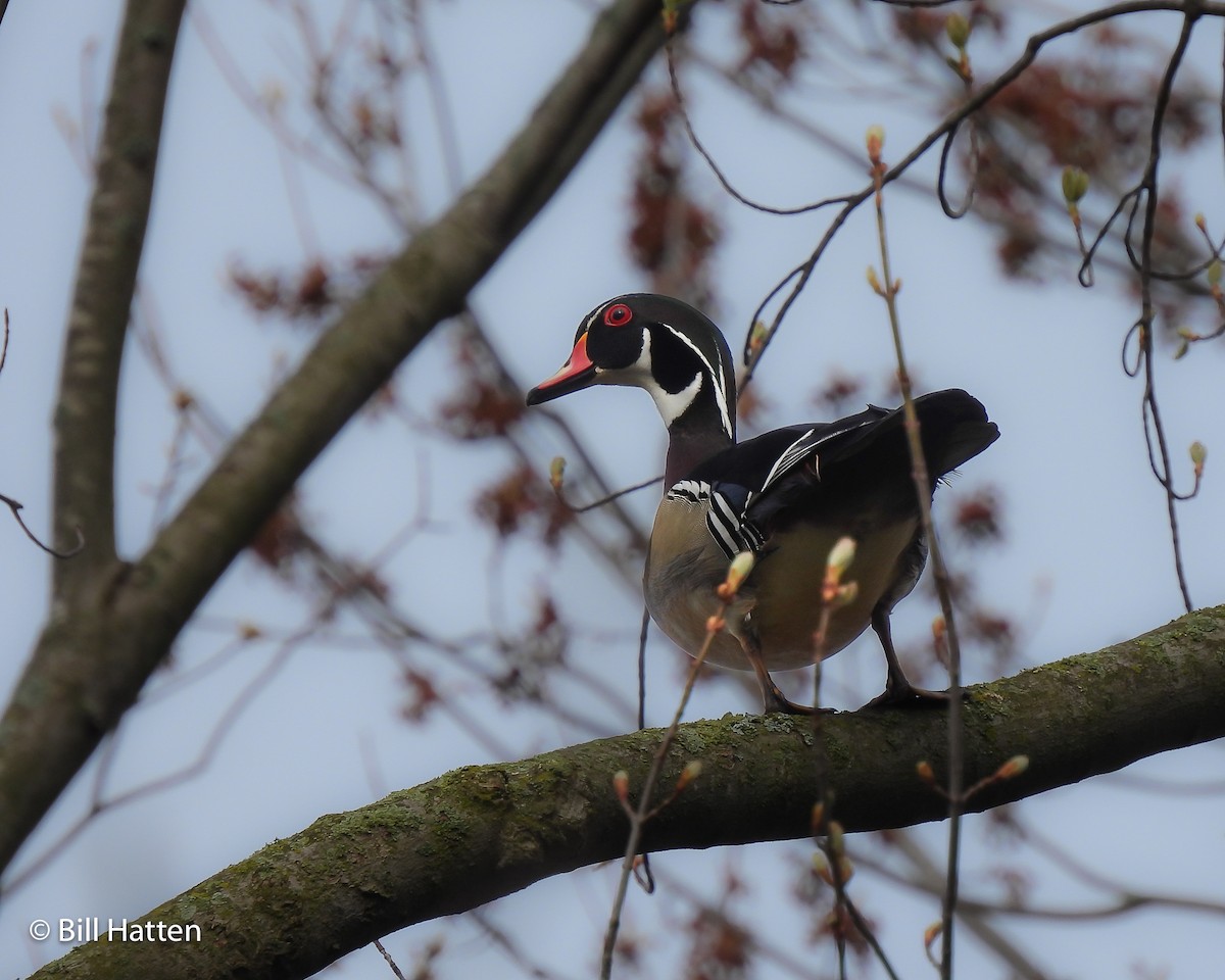 Wood Duck - ML565793361