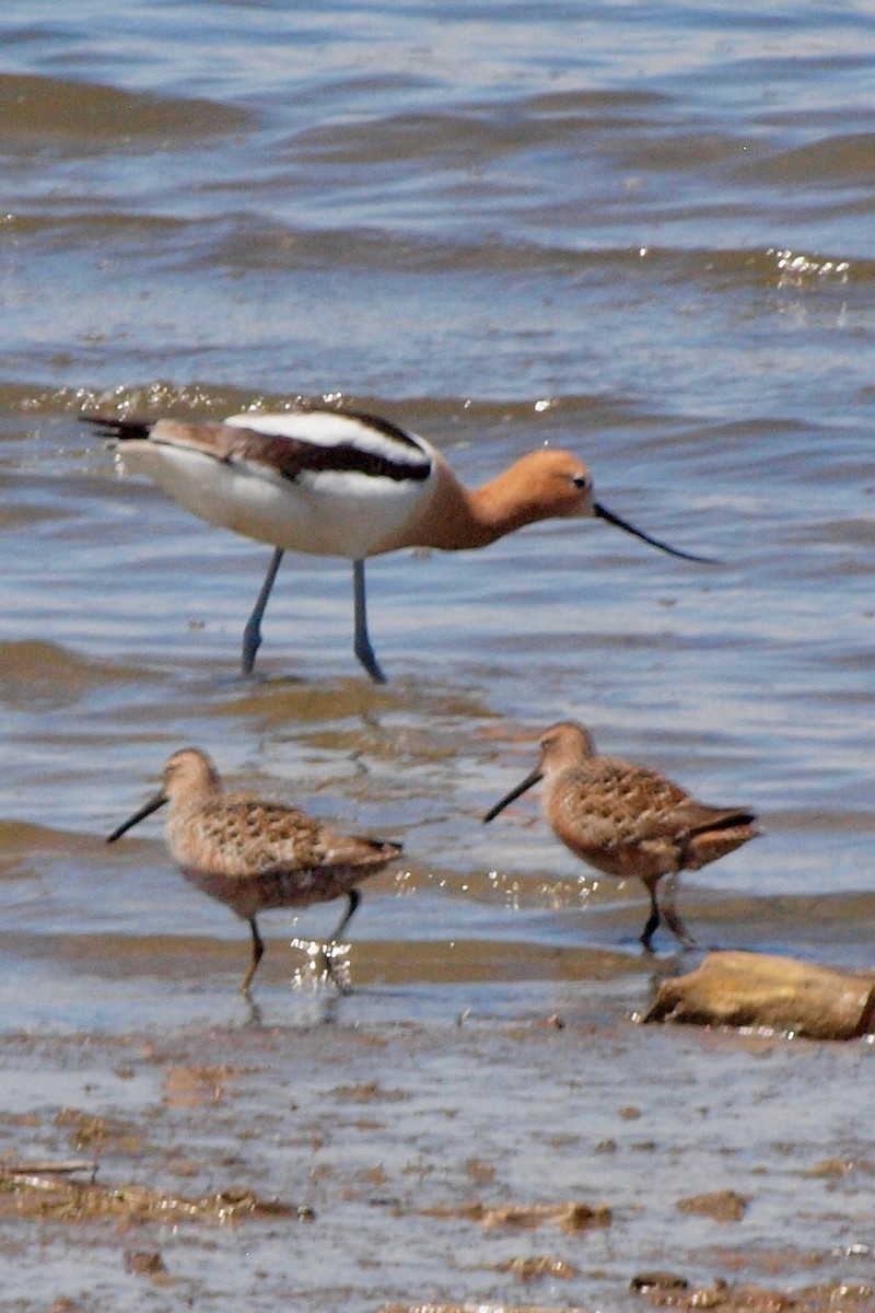Long-billed Dowitcher - ML565793371