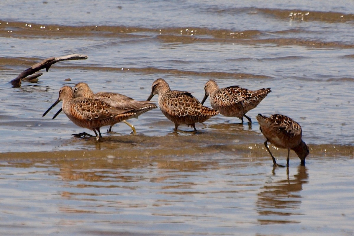 Long-billed Dowitcher - ML565793381