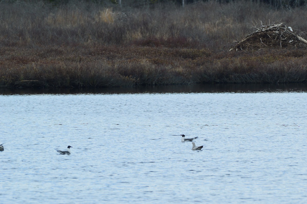 Laughing Gull - ML56579561