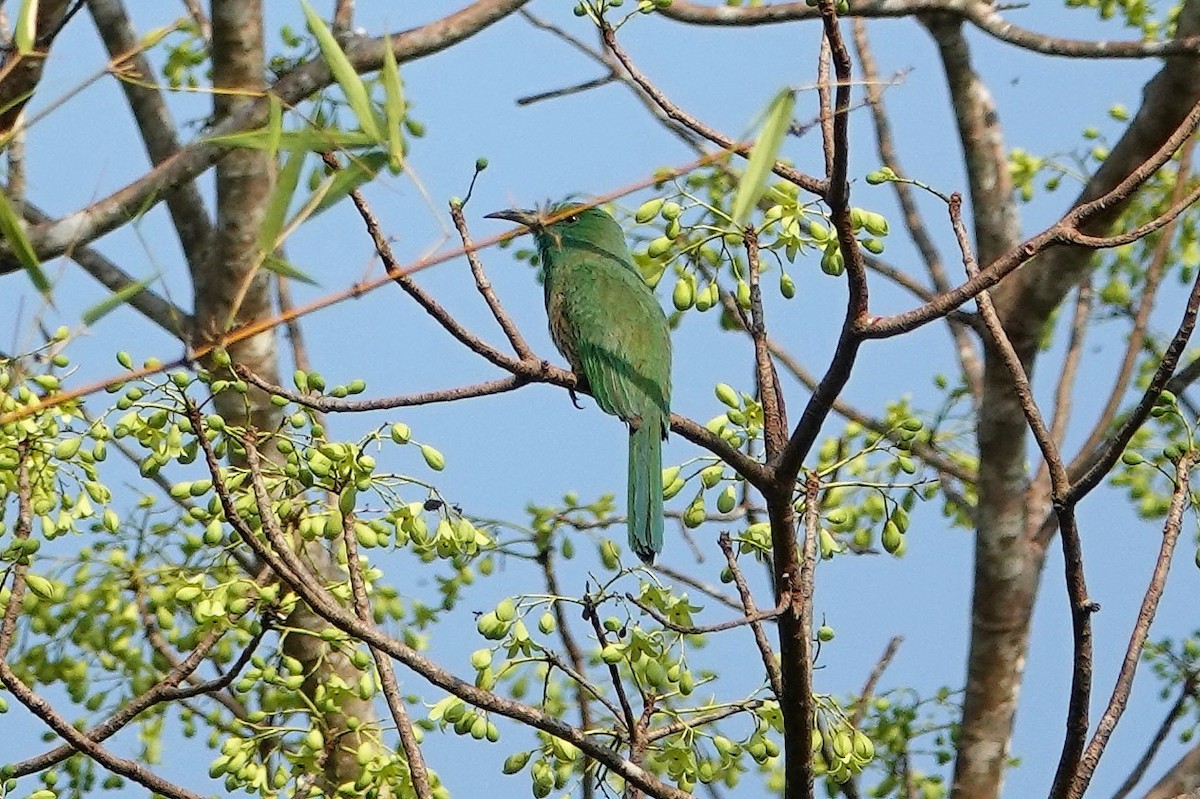 Blue-bearded Bee-eater - Monica P