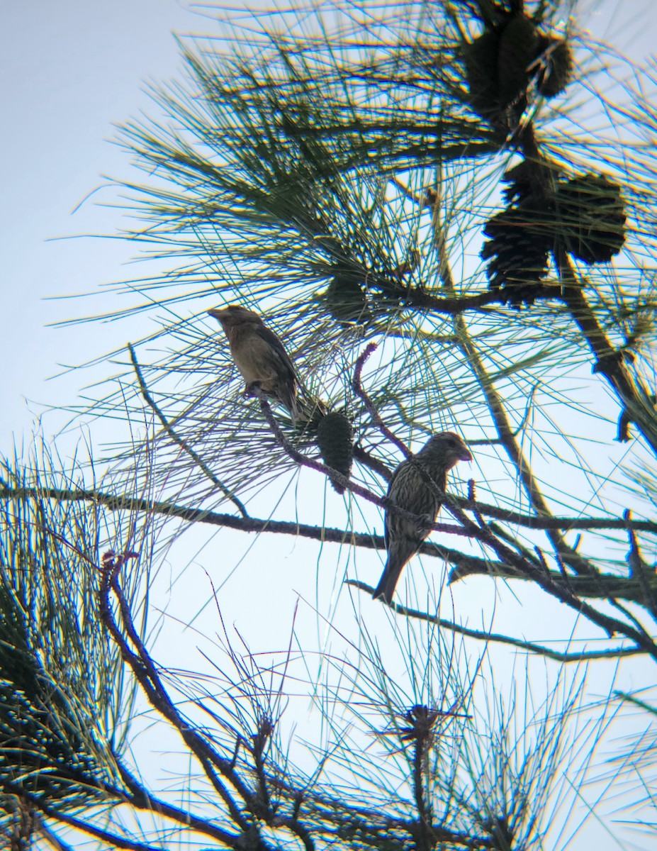 Red Crossbill (Central American or type 11) - ML565797361