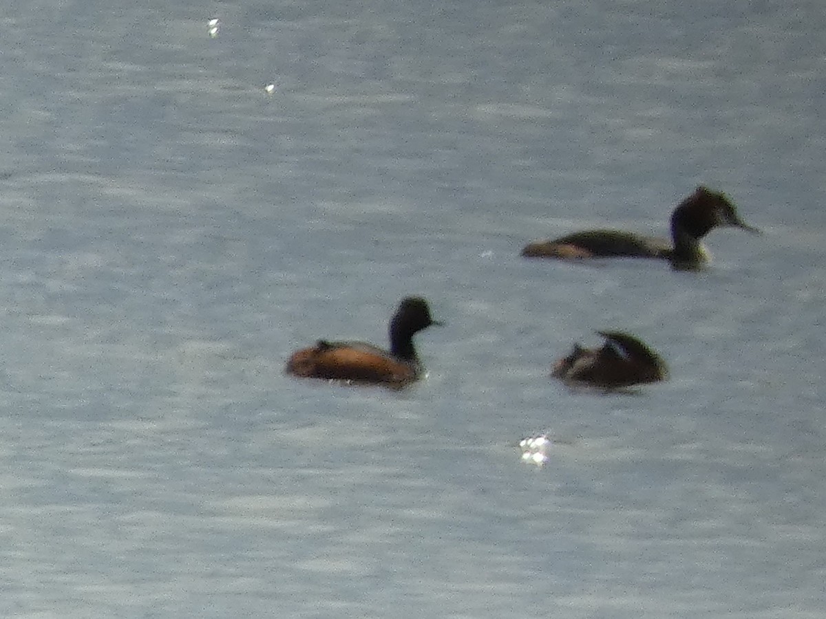 Eared Grebe - ML565798501