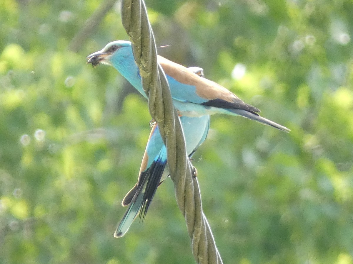 European Roller - ML565799571