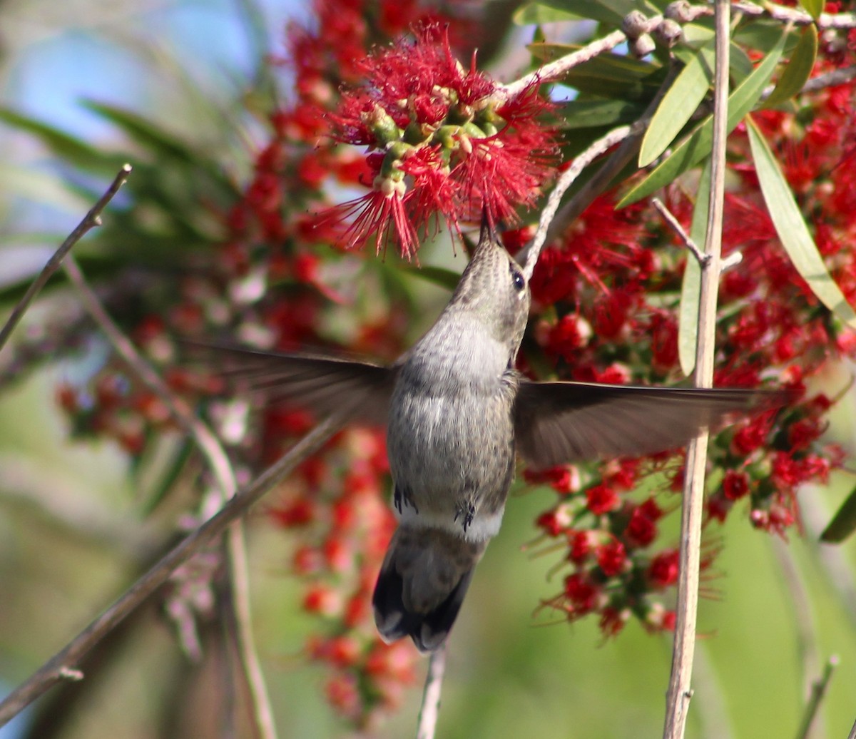 Anna's Hummingbird - ML565800411