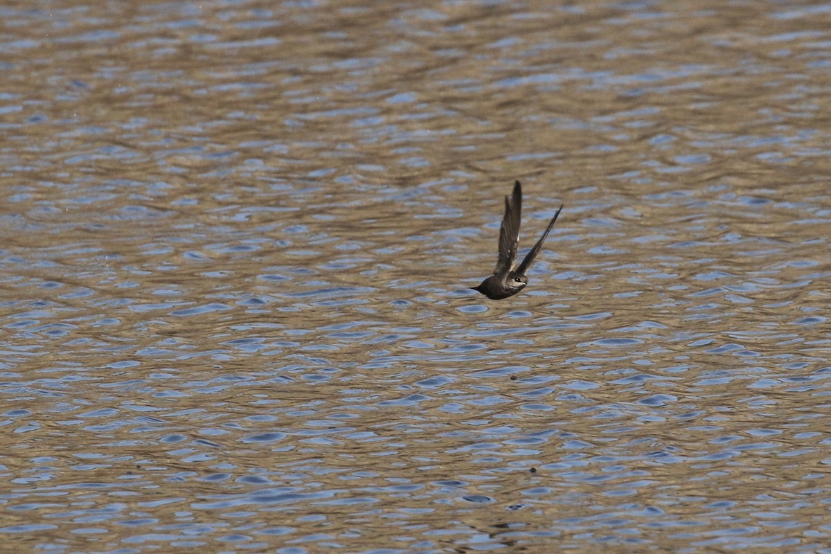 Vaux's Swift - ML565800591