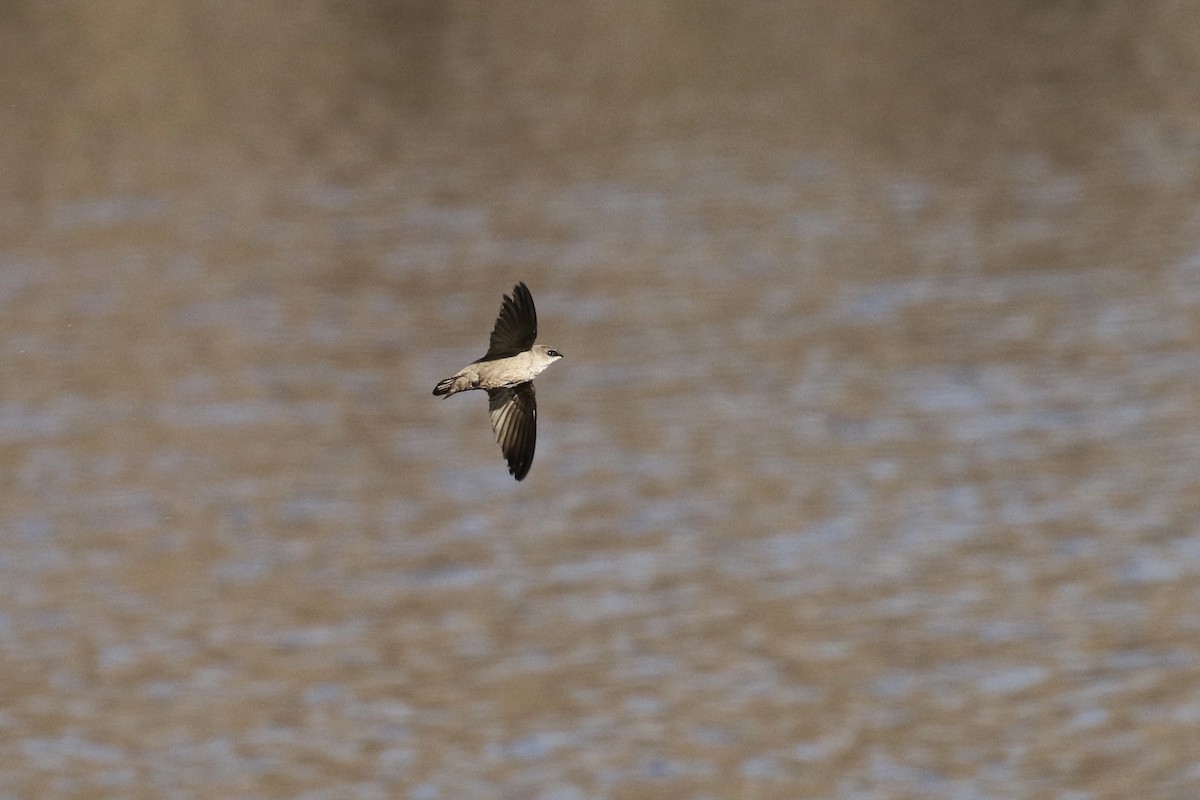 Vaux's Swift - ML565800611