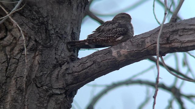 Lesser Nighthawk - ML565801011