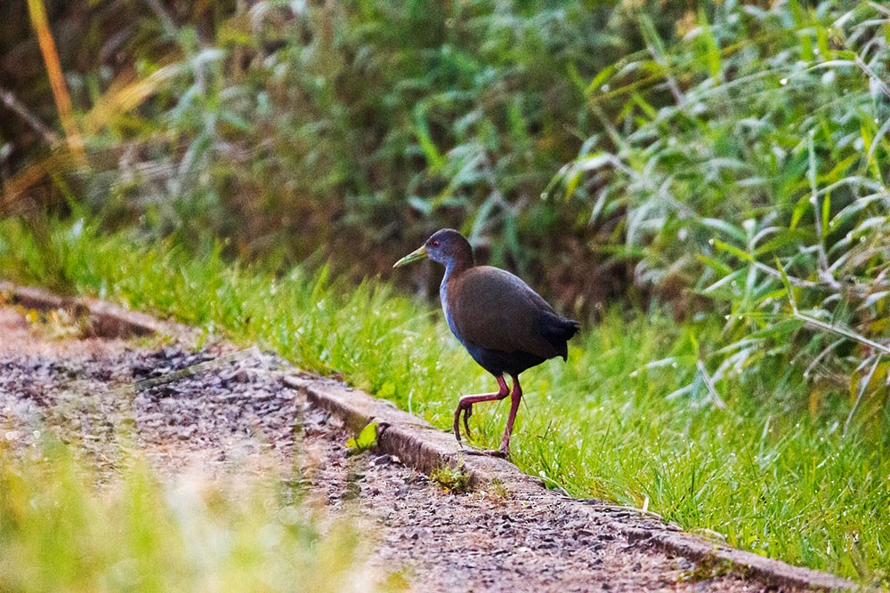 Slaty-breasted Wood-Rail - ML565801351