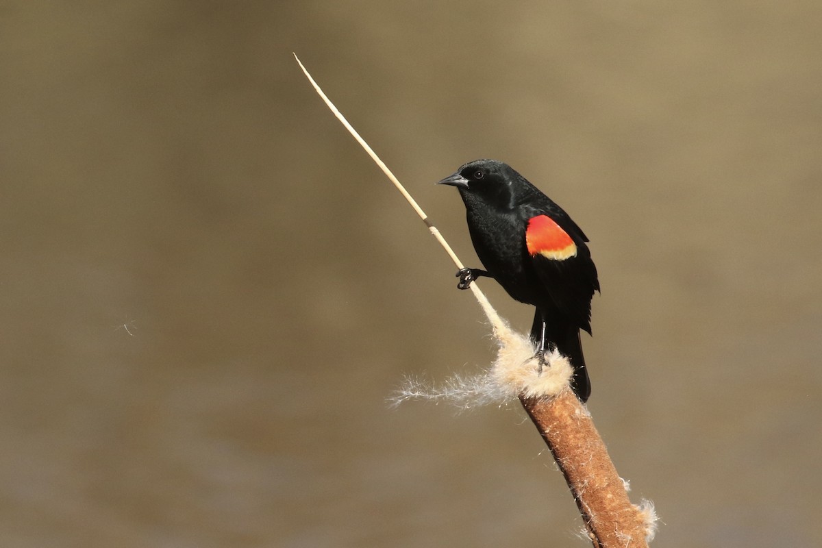 Red-winged Blackbird - ML565801391