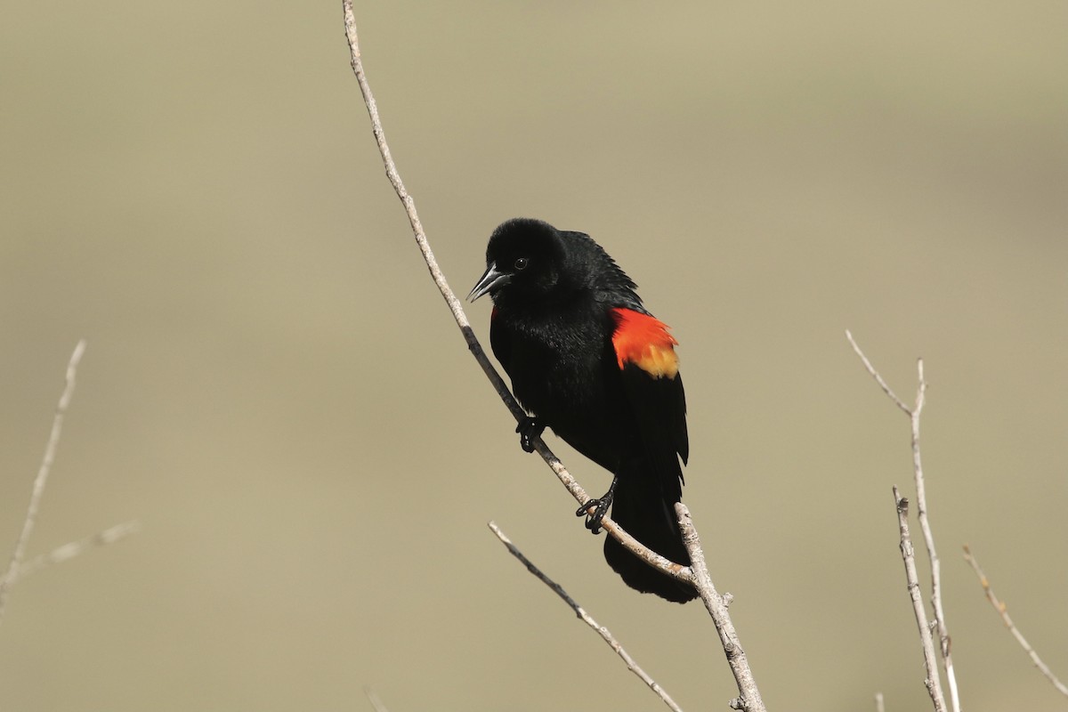 Red-winged Blackbird - ML565801401