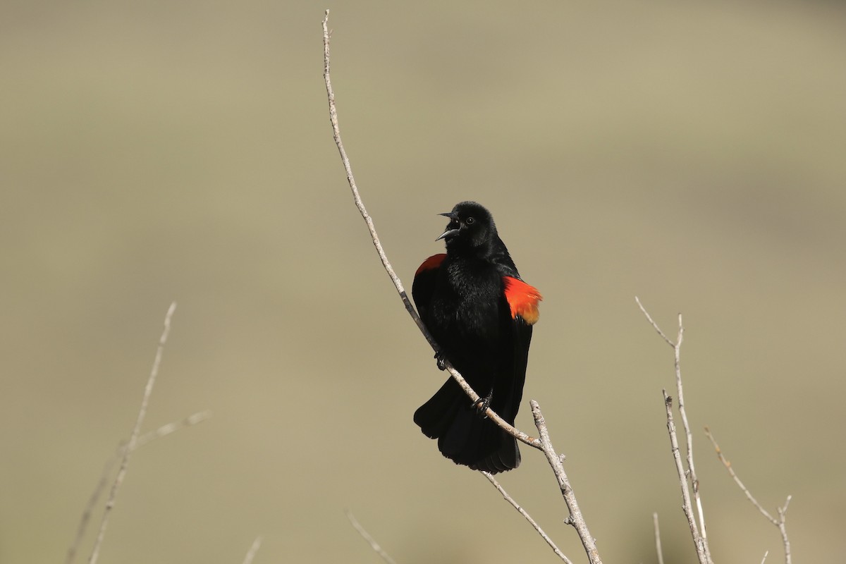 Red-winged Blackbird - ML565801411