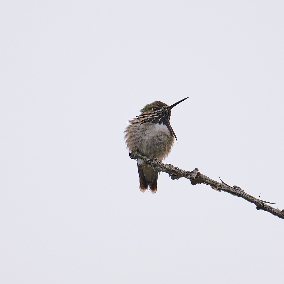 Calliope Hummingbird - Frank Lospalluto